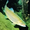 Salmo Trutta Diamond Painting