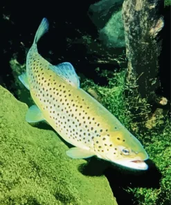 Salmo Trutta Diamond Painting