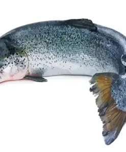 Salmon With Opened Mouth Diamond Painting