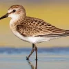Sandpiper Diamond Painting