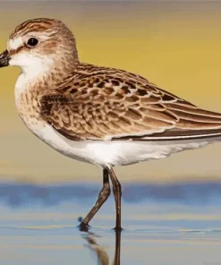 Sandpiper Diamond Painting