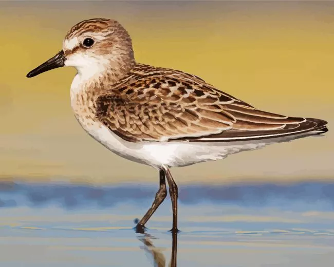 Sandpiper Diamond By Numbers Sandpiper Diamond Painting
