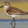Sandpiper Diamond Painting