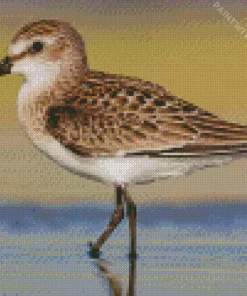 Sandpiper Diamond Painting