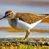 Sandpiper Bird Diamond Painting