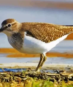 Sandpiper Bird Diamond Painting
