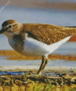 Sandpiper Bird Diamond Painting