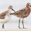 Sandpiper Birds Couple Diamond Painting