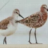 Sandpiper Birds Couple Diamond Painting
