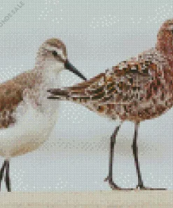 Sandpiper Birds Couple Diamond Painting