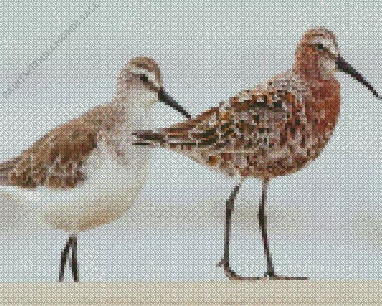 Sandpiper birds couple Diamond Dotz Sandpiper Birds Couple Diamond Painting