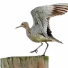 Sandpiper Flapping Wings Diamond Painting