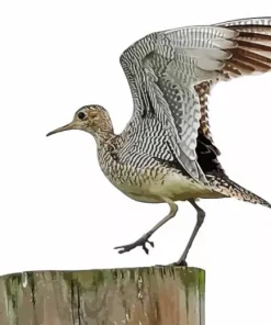 Sandpiper Flapping Wings Diamond Painting