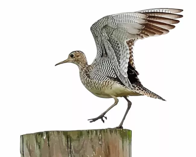 Sandpiper flapping wings Diamond By Numbers Sandpiper Flapping Wings Diamond Painting