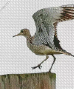 Sandpiper Flapping Wings Diamond Painting
