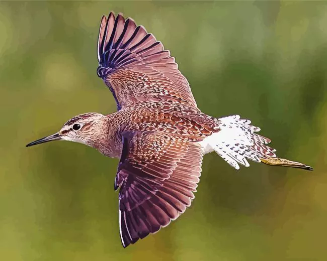 Sandpiper flying Diamond By Numbers Sandpiper Flying Diamond Painting
