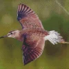 Sandpiper Flying Diamond Painting