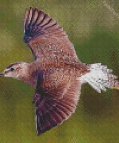 Sandpiper Flying Diamond Painting