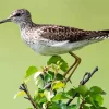 Sandpiper On A Branch Diamond Painting