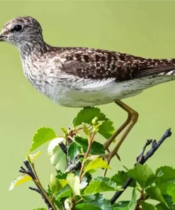Sandpiper On A Branch Diamond Painting