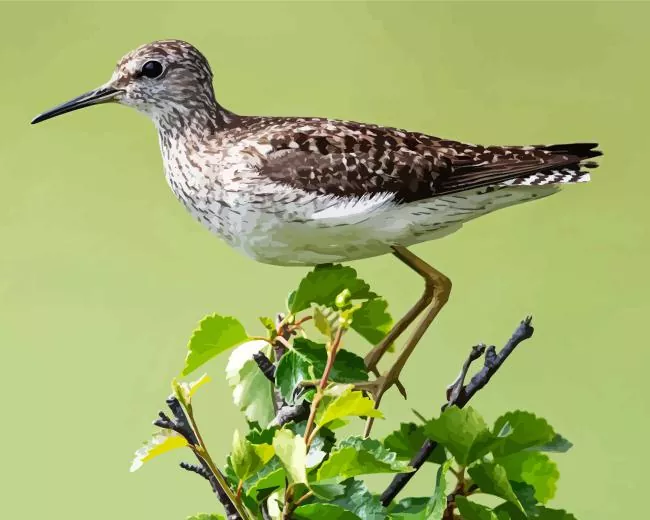 Sandpiper on a branch Diamond By Numbers Sandpiper On A Branch Diamond Painting