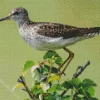 Sandpiper On A Branch Diamond Painting