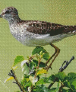 Sandpiper On A Branch Diamond Painting