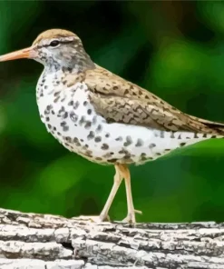 Sandpiper On A Tree Diamond Painting