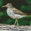 Sandpiper On A Tree Diamond Painting