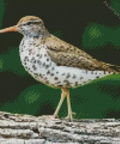 Sandpiper On A Tree Diamond Painting