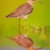 Sandpiper Water Reflection Diamond Painting