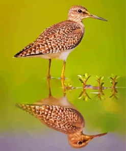 Sandpiper Water Reflection Diamond Painting