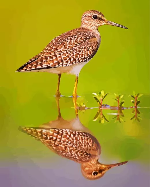 Sandpiper water reflection Diamond By Numbers Sandpiper Water Reflection Diamond Painting
