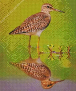 Sandpiper Water Reflection Diamond Painting