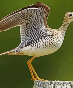 Sandpiper With Big Wings Diamond Painting