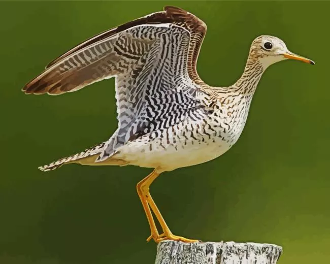 Sandpiper with big wings Diamond By Numbers Sandpiper With Big Wings Diamond Painting