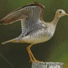Sandpiper With Big Wings Diamond Painting