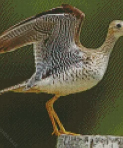 Sandpiper With Big Wings Diamond Painting