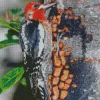 Sapsucker Diamond Painting