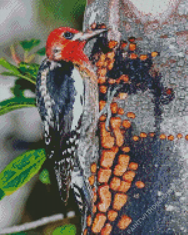 Sapsucker Diamond By Numbers Sapsucker Diamond Painting