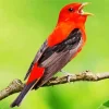 Scarlet Tanager Diamond Painting