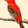 Scarlet Tanager Art Diamond Painting