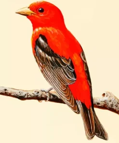 Scarlet Tanager Art Diamond Painting
