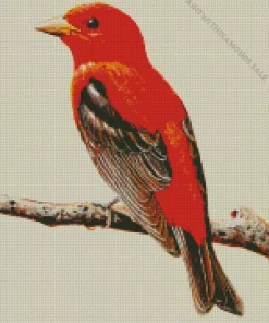 Scarlet Tanager Art Diamond Painting