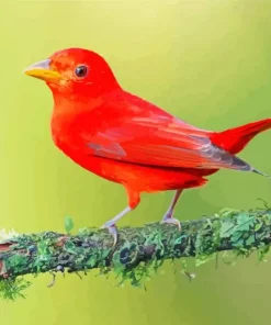 Scarlet Tanager Bird Diamond Painting