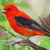 Scarlet Tanager Bird On A Tree Diamond Painting
