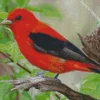 Scarlet Tanager Bird On A Tree Diamond Painting