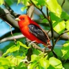 Scarlet Tanager On A Tree Diamond Painting