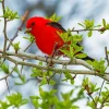 Scarlet Tanager On Branches Diamond Painting