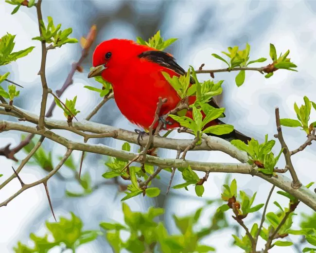 Scarlet Tanager on branches Diamond By Numbers Scarlet Tanager On Branches Diamond Painting